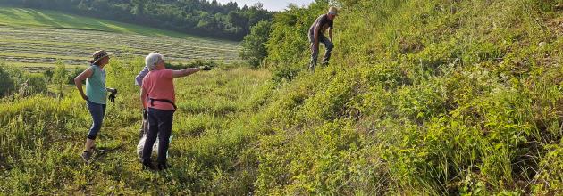 Neophytenbekämpfung