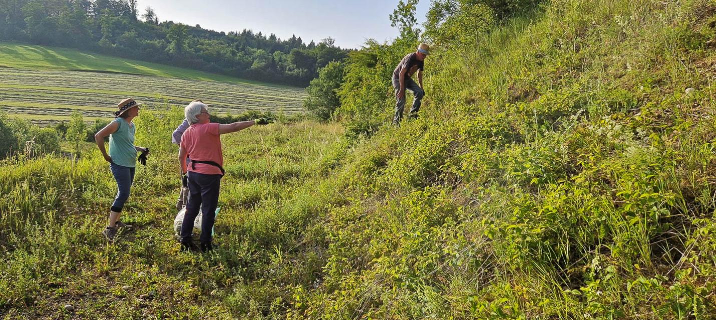 Neophytenbekämpfung